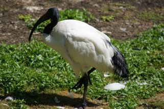 Threskiornis aethiopicus - Heiliger Ibis